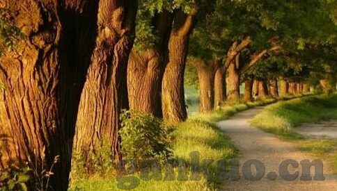 欧洲成人免费视频-欧洲成人视频，文化、法律与道德的边界